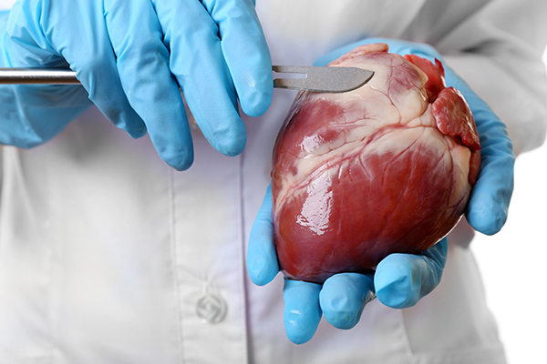 Liver Resection - Services - Hope & Heal Cancer Hospital and Research Center